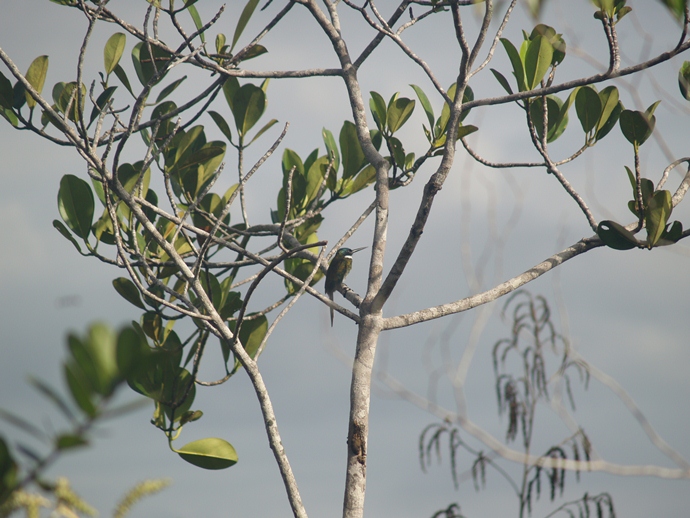 bronzy jacamar- Galbula leucogastra